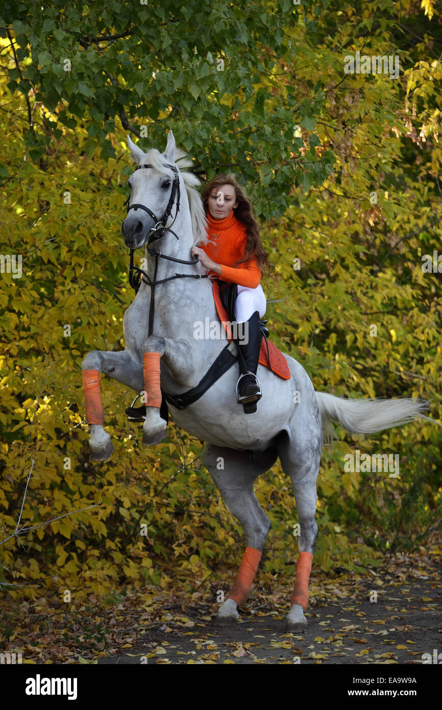 Arabian stallion with rider performing the pesade. Rearing Stock Photo