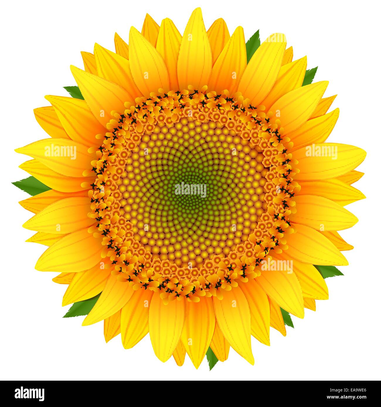 Sunflower icon isolated on white vector illustration Stock Vector Image ...