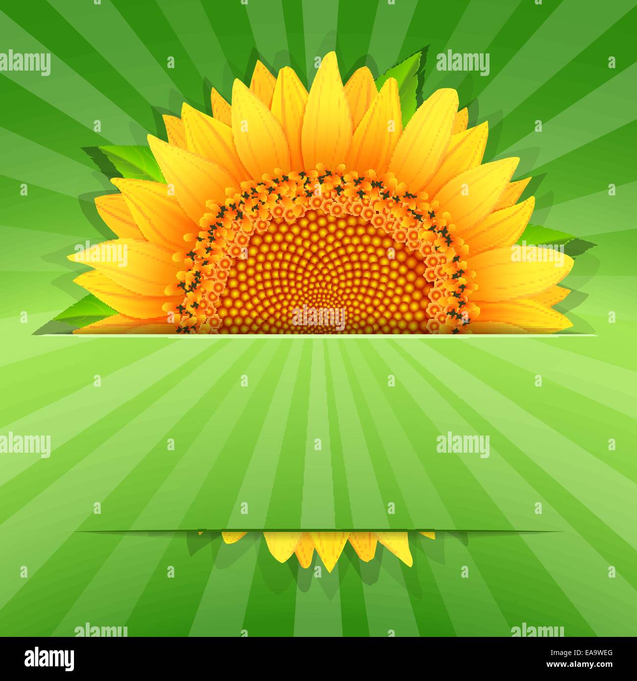 Summer abstract sunflower poster template vector illustration Stock ...