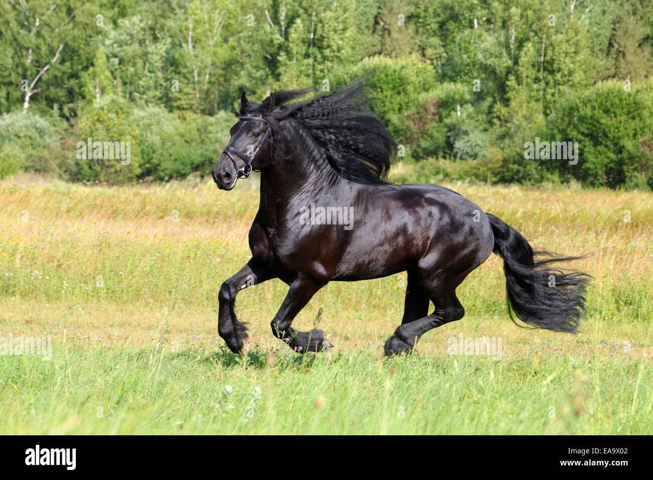 Amazing friesian horse (Equus ferus caballus). Stallion in a gallop on a meadow. in summer field Stock Photo