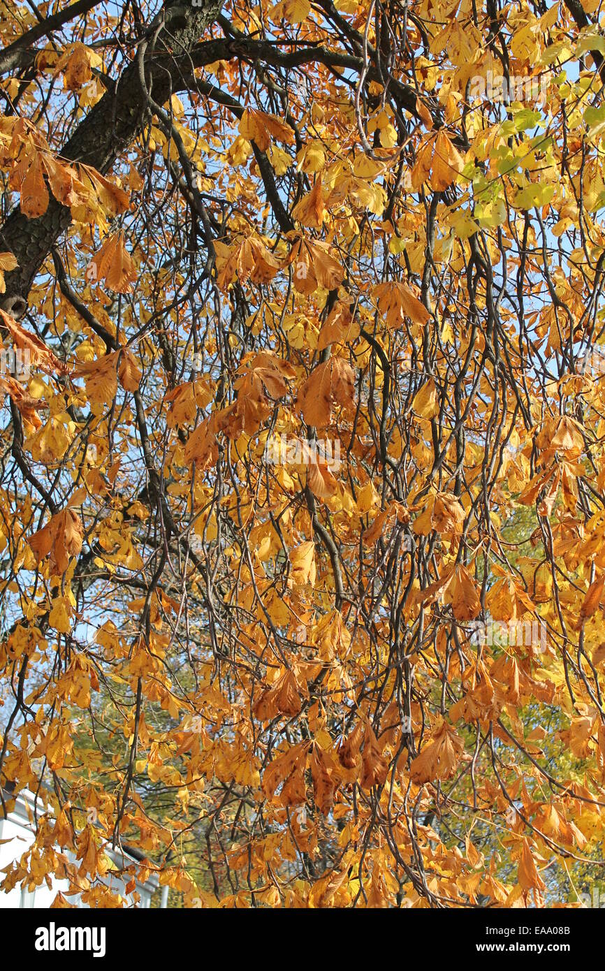 branches of high tree with golden autumn foliage Stock Photo - Alamy
