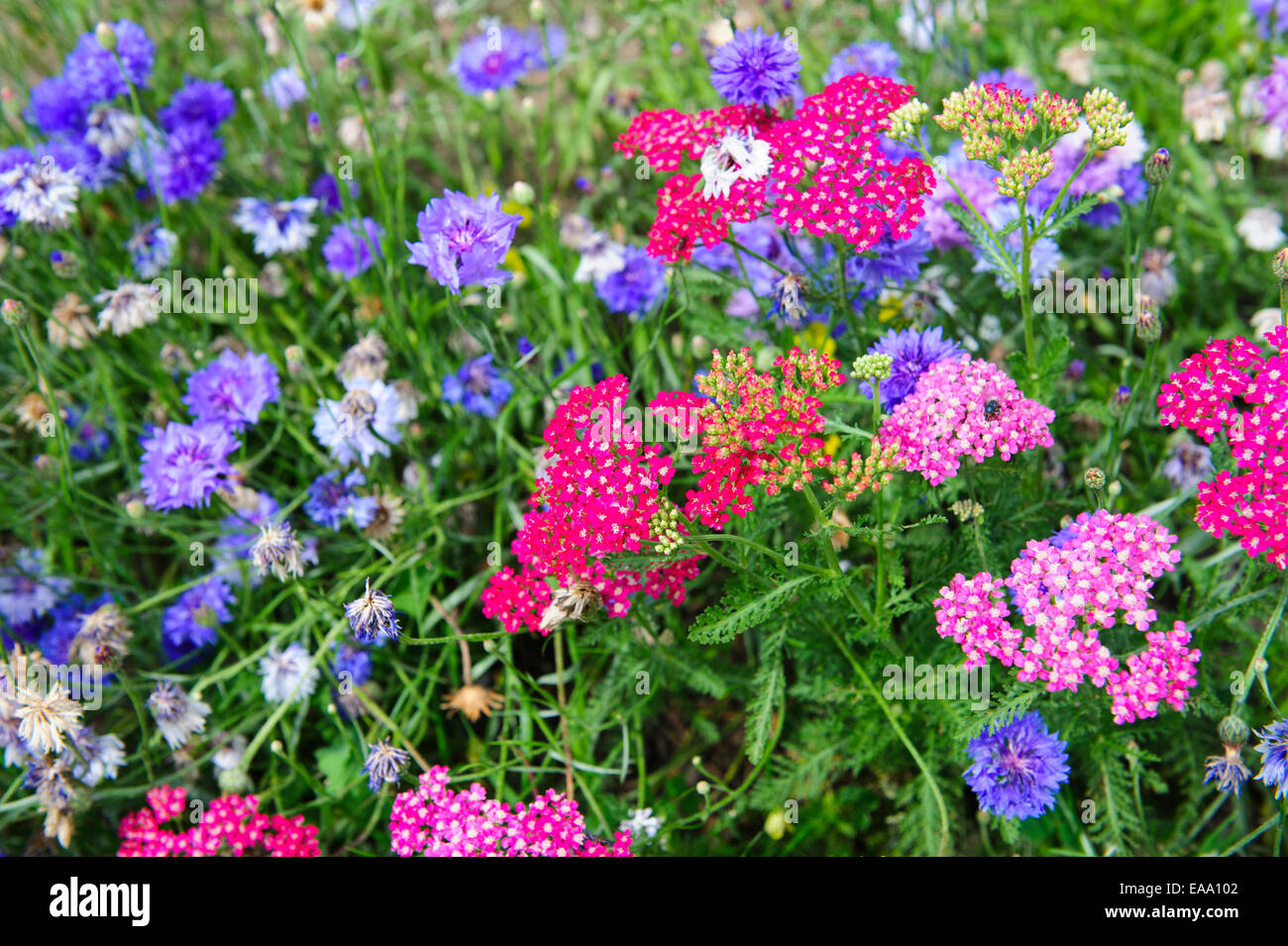 Close up of wild flowers growing by a roadside. Stock Photo