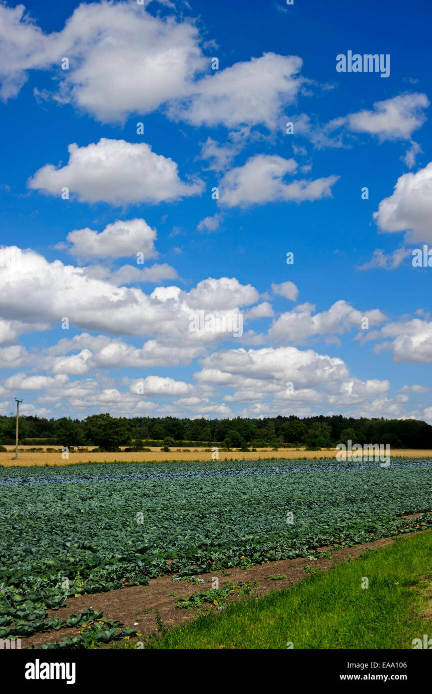 Field of growing cabbages on a summer day with white cloud above. Stock Photo