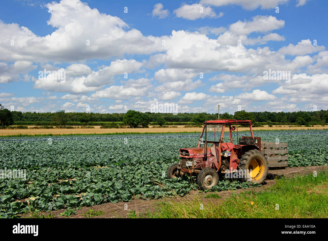 Old Massey Ferguson tractor in a field of cabbages with white clouds on a summer's day. Stock Photo