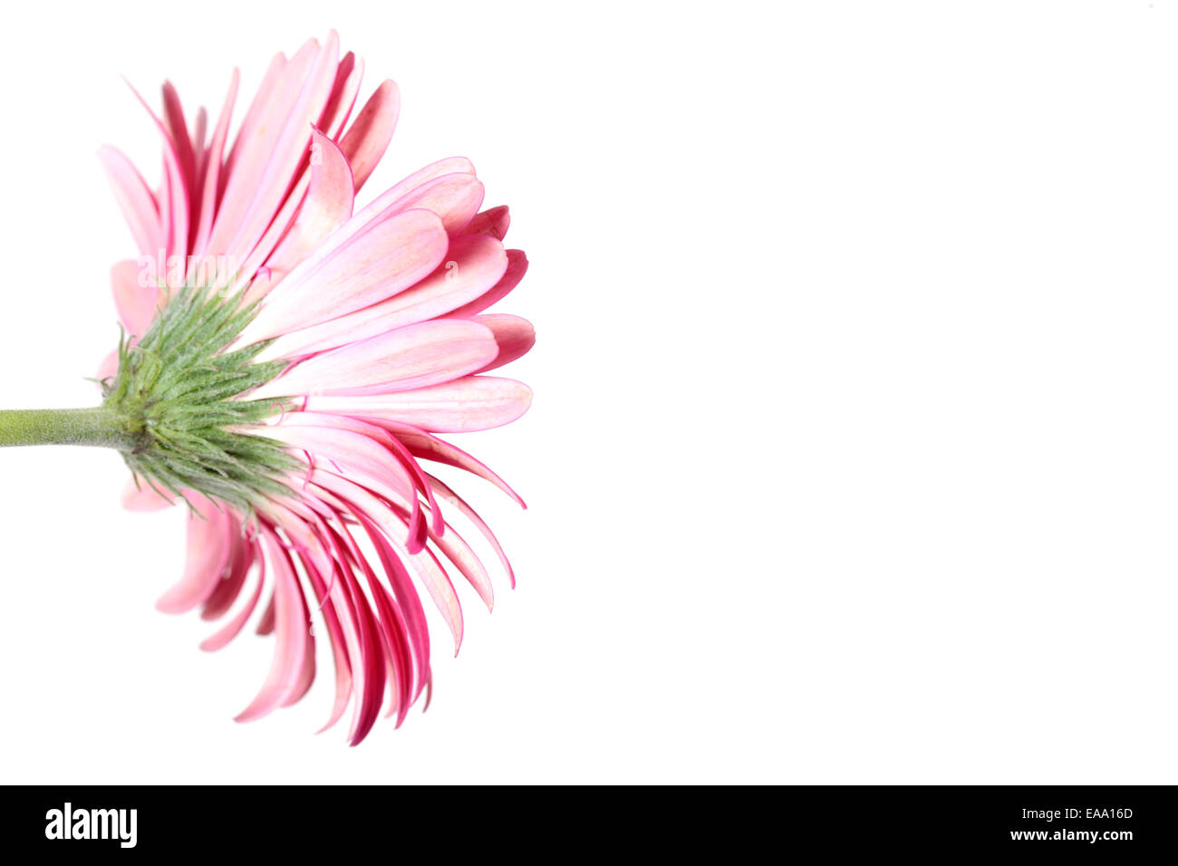 Pink Gerbera Flower on white from the back side Stock Photo