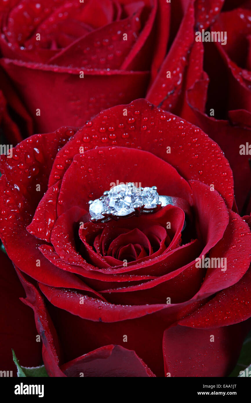 Wedding Ring in Rose, Will you marry me? Stock Photo
