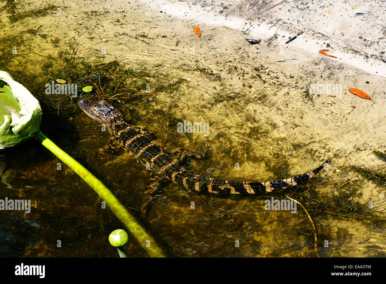Alligator river north carolina hires stock photography and images Alamy