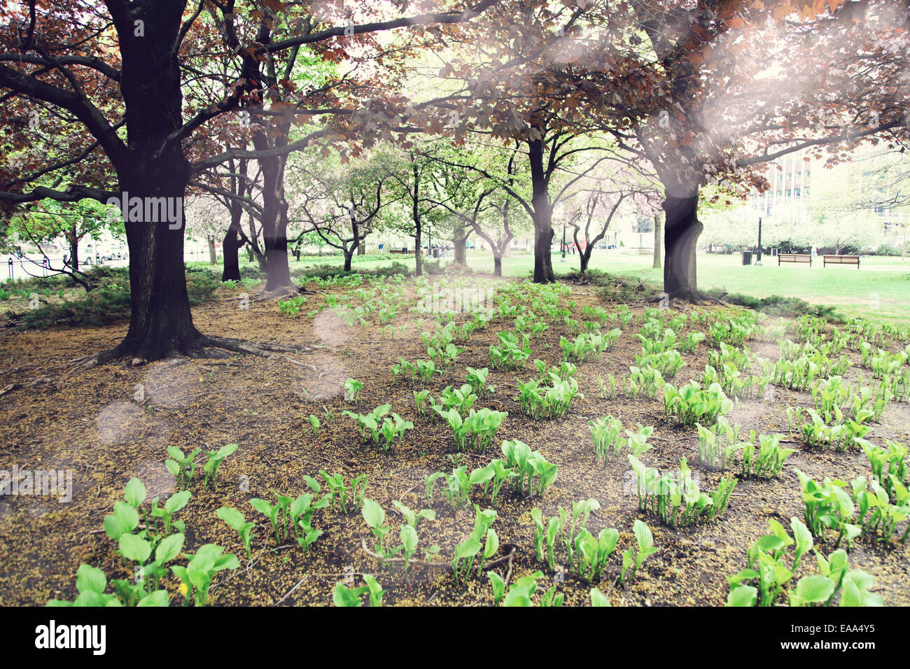 Beautiful Morning in the forest with rays of sunlight Stock Photo - Alamy