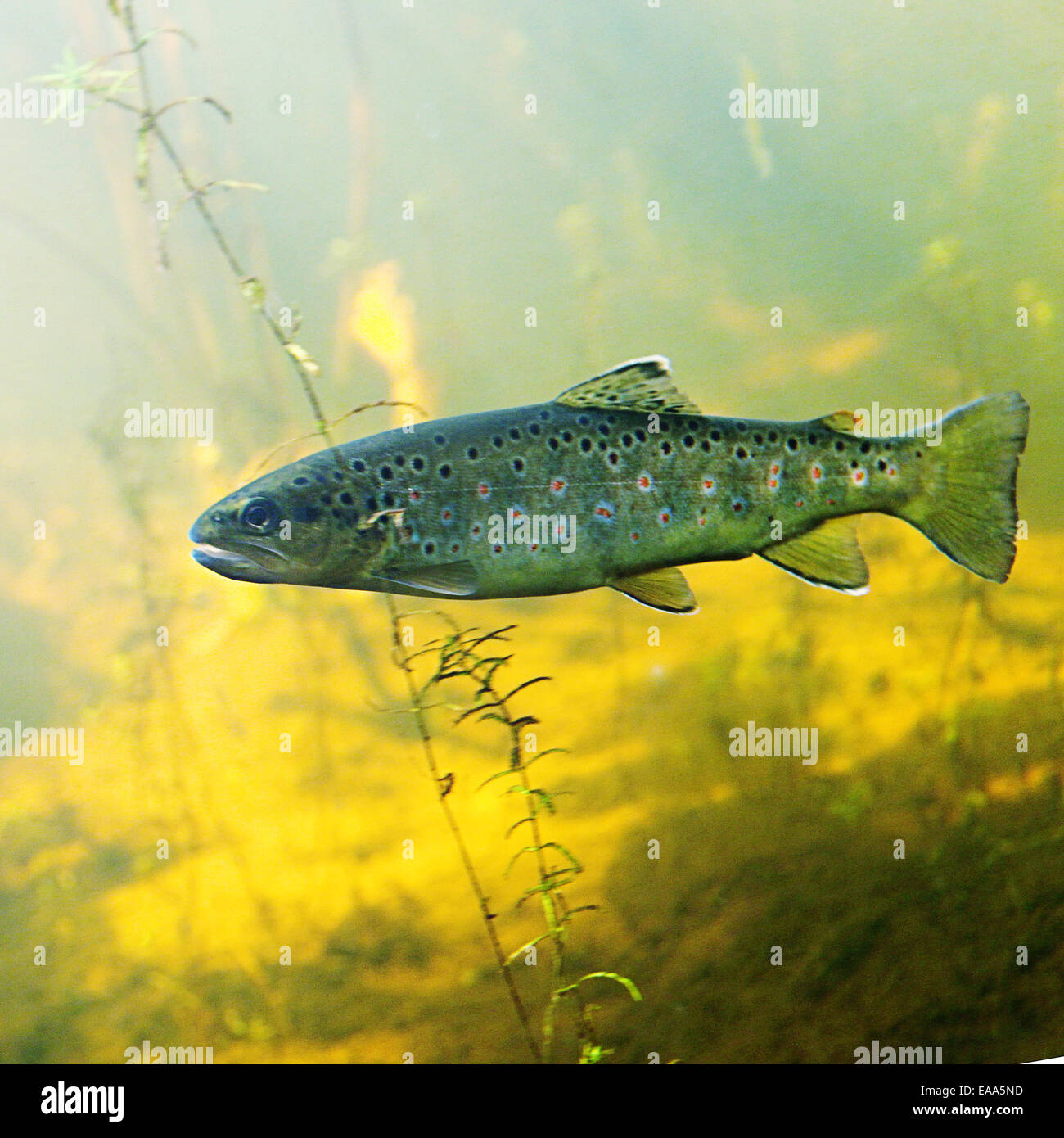 Underwater view of pond with fish Stock Photo Alamy