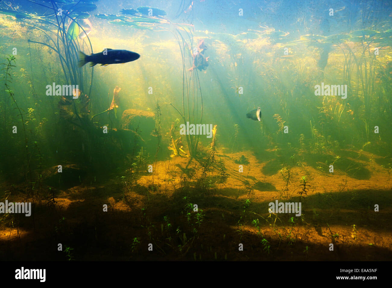Underwater view of pond with fish Stock Photo Alamy
