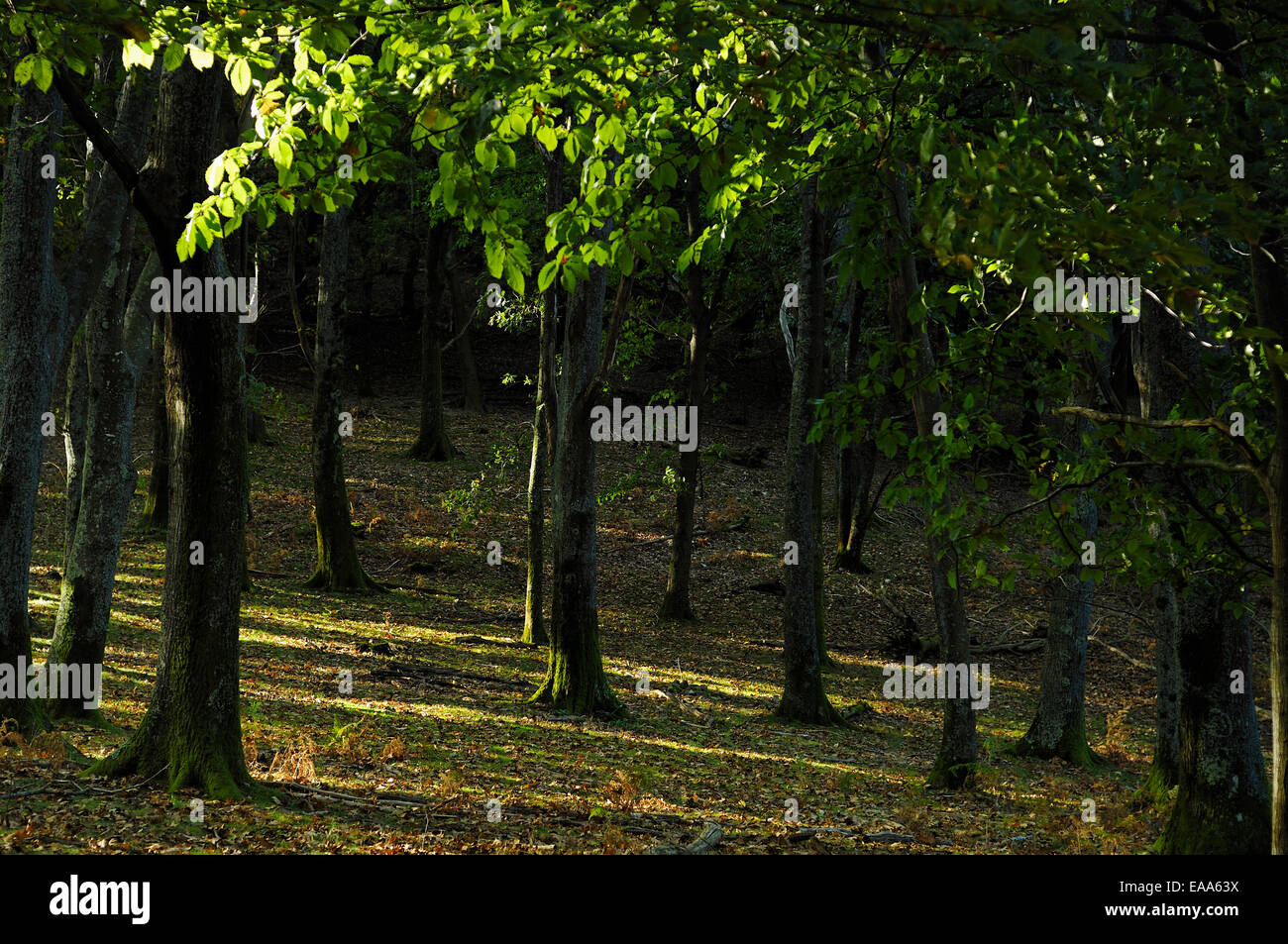 Green forest trees vegetation hi-res stock photography and images - Alamy