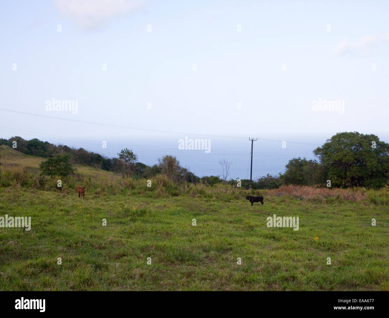 cows in field by the ocean in St. Kitts Stock Photo