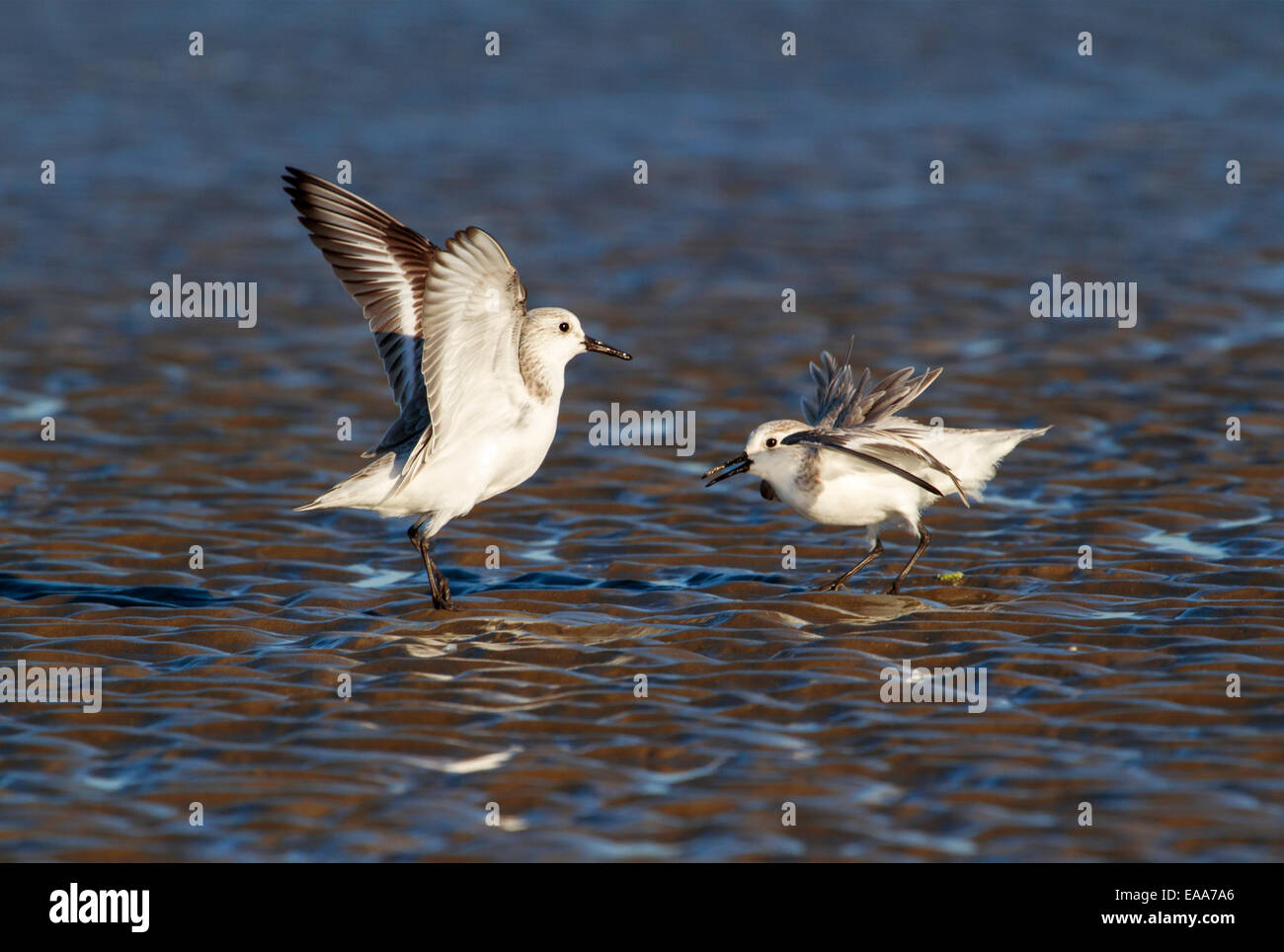 Sanderlings (Calidris alba) in winter plumage quarreling on the ocean coast. Galveston, Texas, USA. Stock Photo