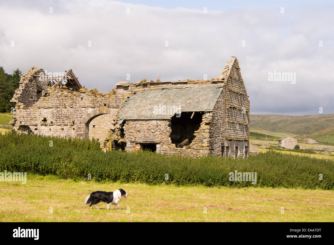 Littondale in the Yorkshire Dales with a derelict barn, UK. Stock Photo
