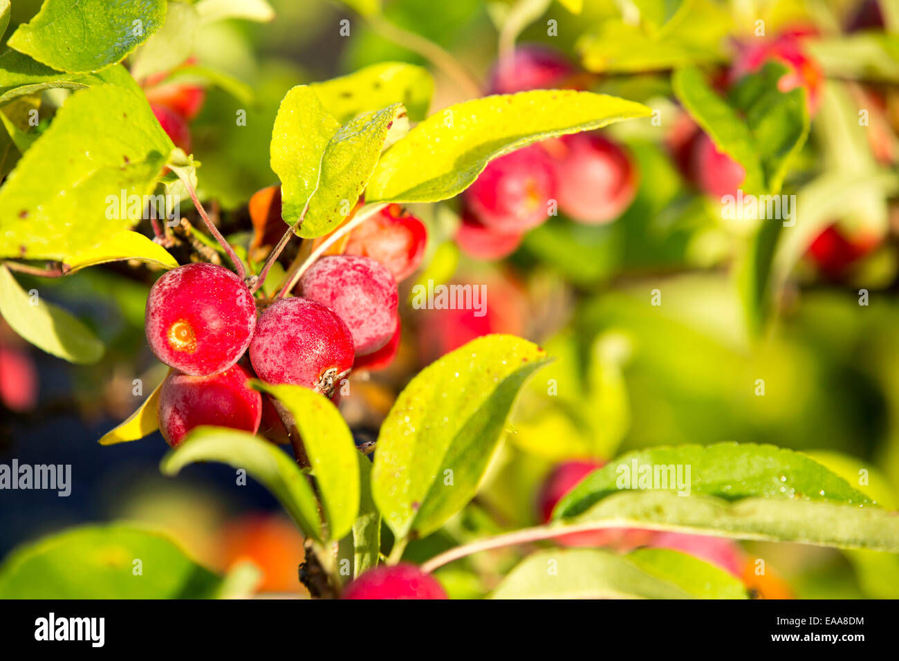 Crab Apples in Autumn. Stock Photo