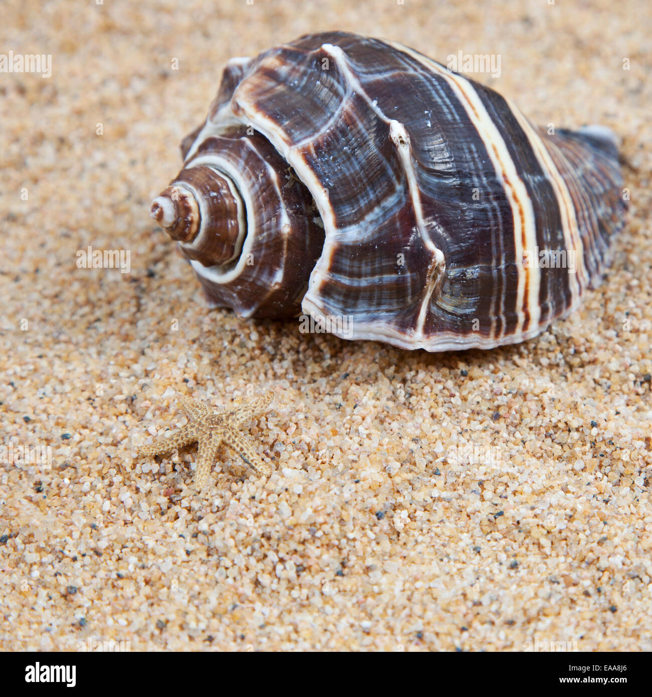 Nice sea shells on the sandy beach taken closeup, Shell border or frame ...