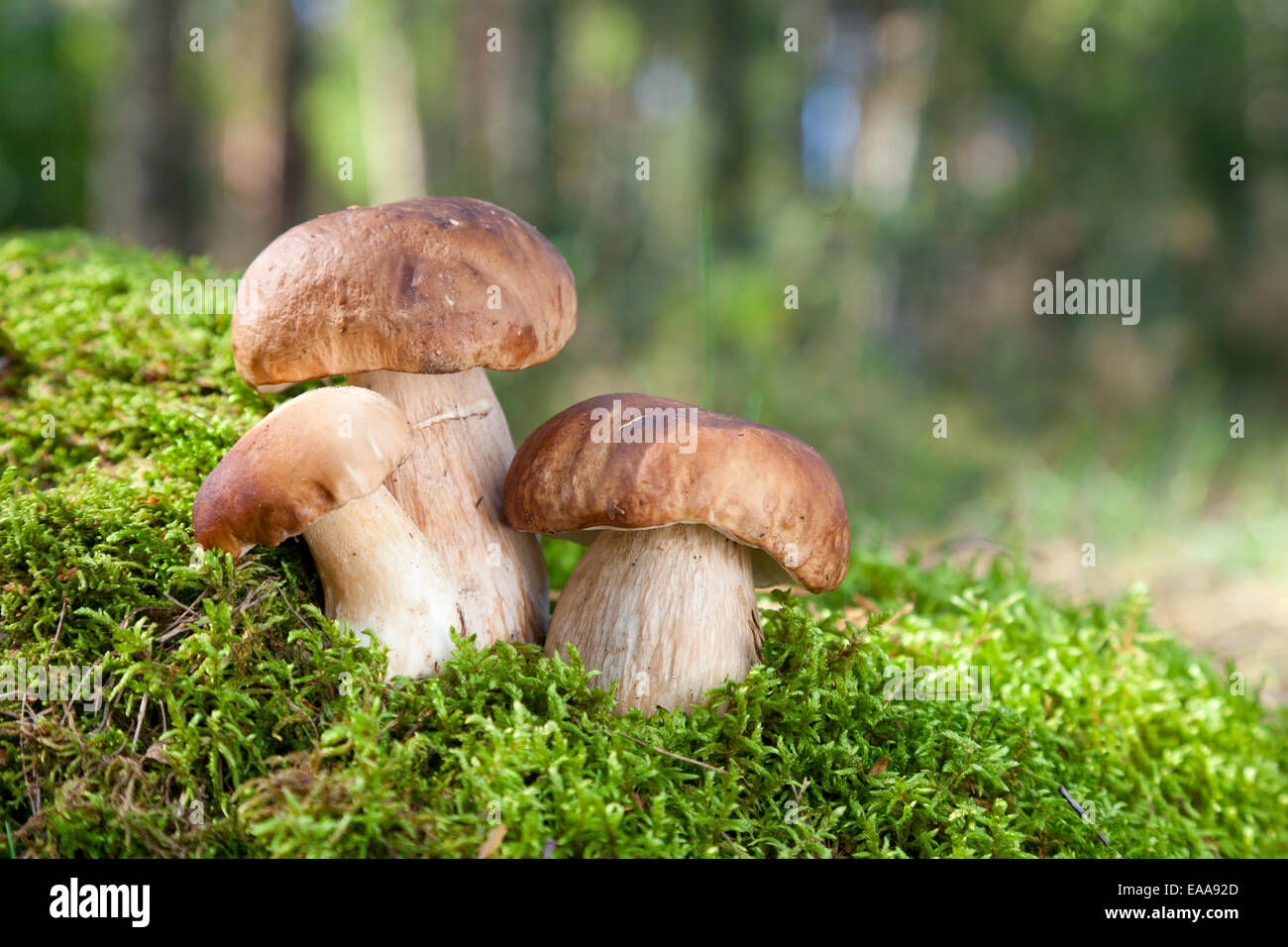 three mushroom (porcini) on moss  in forest Stock Photo