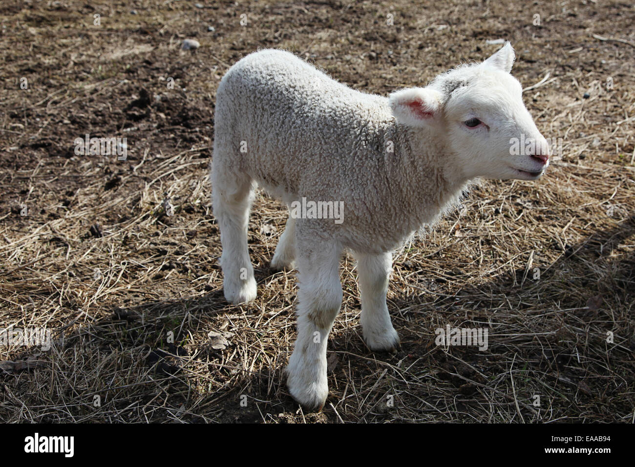 Little baby lamb on farm Stock Photo Alamy