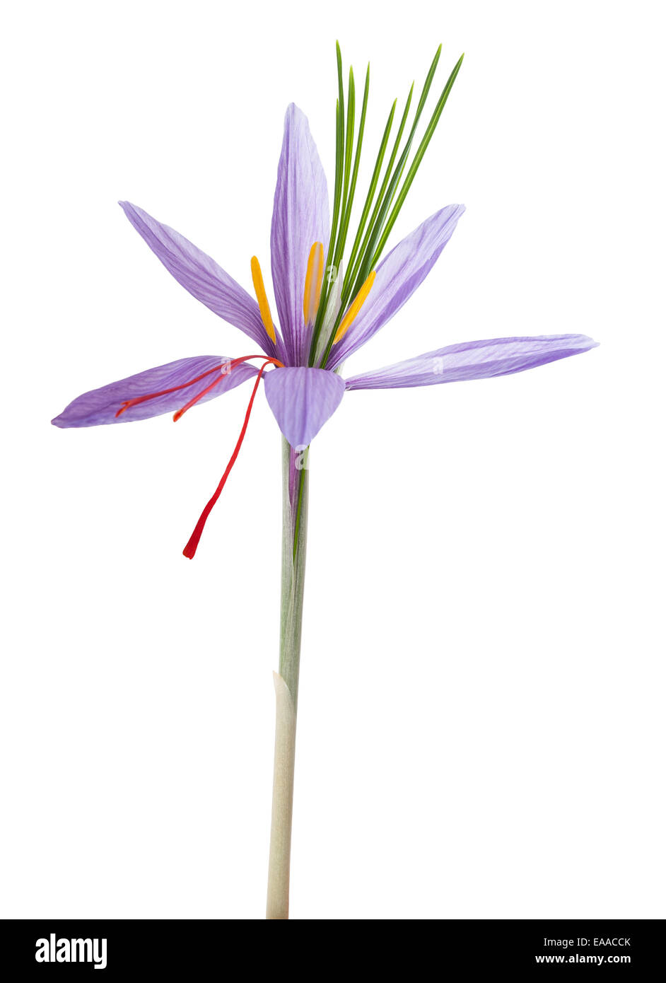 saffron crocus flowers isolated on white background Stock Photo Alamy