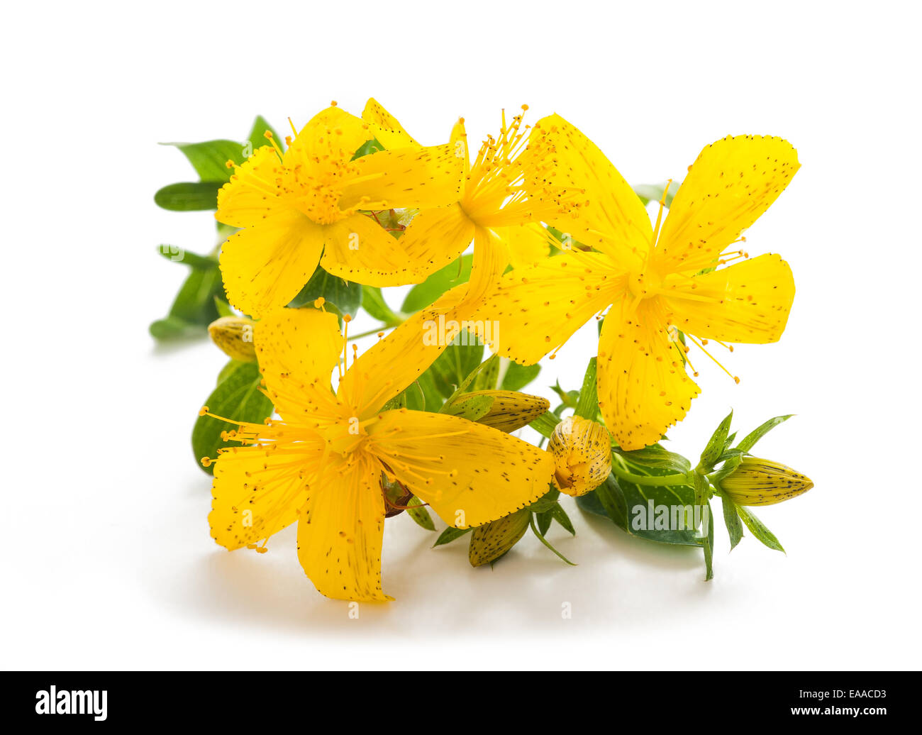 St. John's wort isolated on white background Stock Photo Alamy