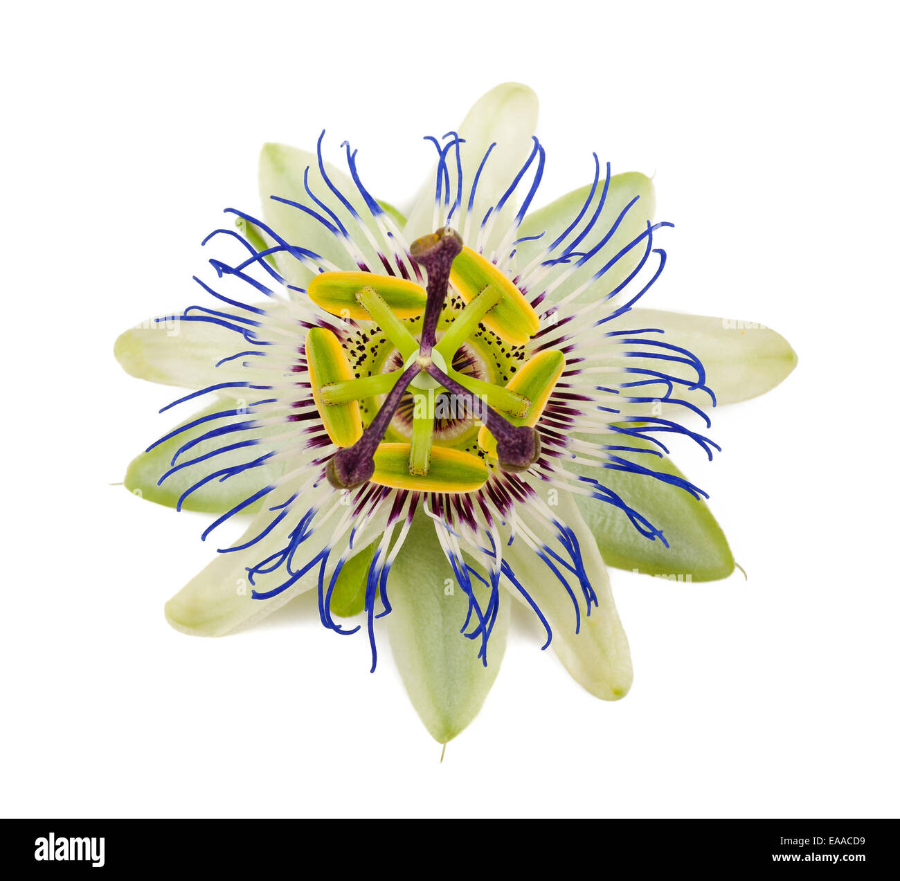 passion flower isolated on white background Stock Photo Alamy