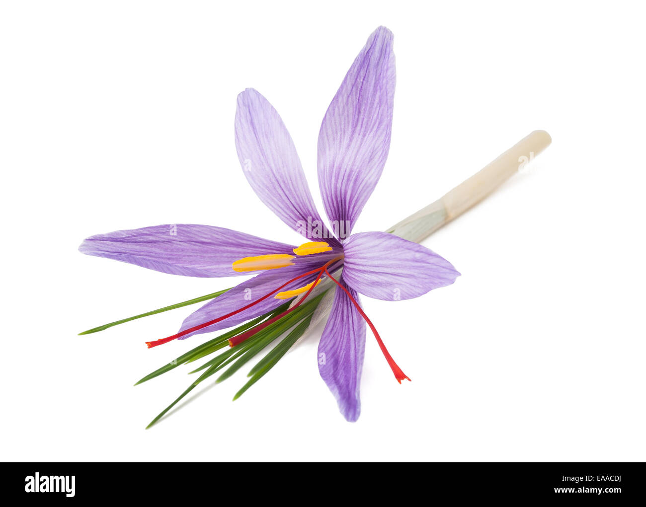 saffron crocus flowers isolated on white background Stock Photo Alamy
