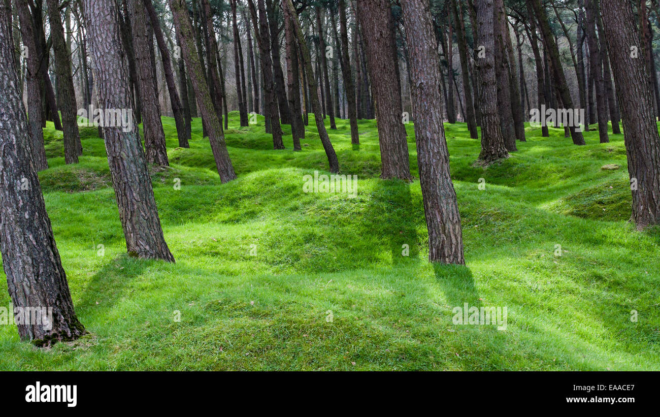 Scots pines grow among unexploded ordinance on Vimy Ridge, France Stock Photo