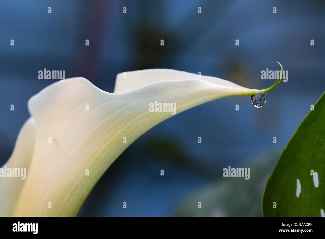 Water droplet on the end of a arum lily flower Stock Photo - Alamy