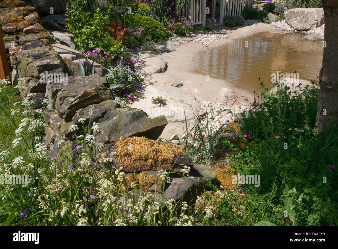 Chelsea Flower Show 2014.  The Alan Titchmarsh Garden - Moors to the Sea - detail of a section of it showing a section of the mo Stock Photo