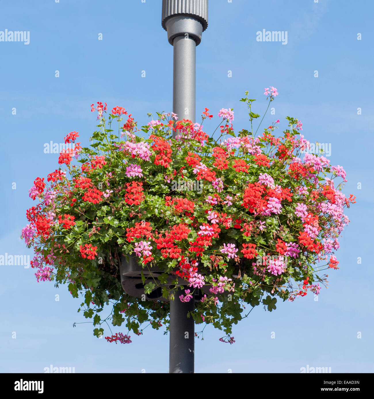 Basked with pink and red Geraniums hanging on a lamppost Stock Photo