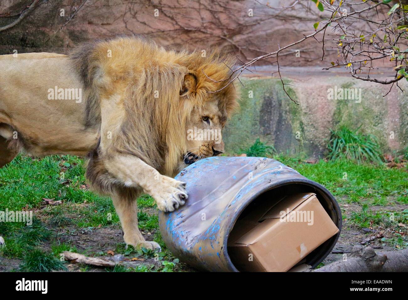 Sahar, Lincoln Park Zoo's male lion attacks a plastic barrel that hides a box containing a slab of meat Stock Photo - Alamy Sahar, Lincoln Park Zoo's male lion attacks a plastic barrel that hides a box containing a slab of meat Stock Photo - Alamy
