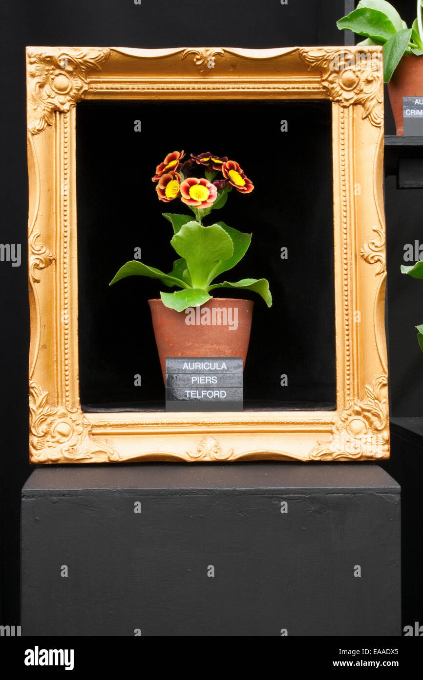 Chelsea Flower Show 2014. Auricula Piers Telford inside an Auricula frame Stock Photo