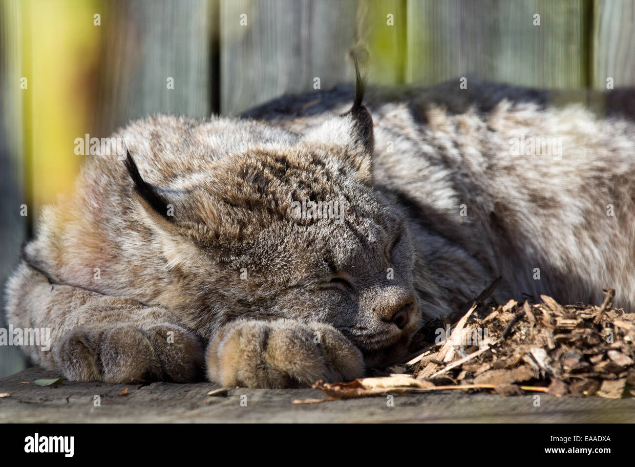 Canadian Lynx sleeping Stock Photo