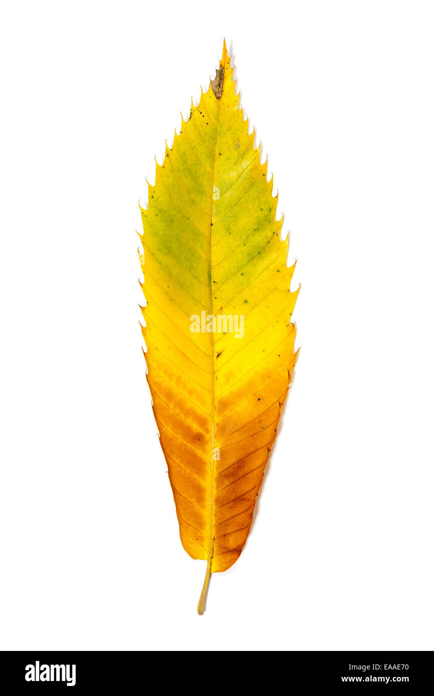 Autumnal colour change in a leaf on an isolated white background Stock Photo