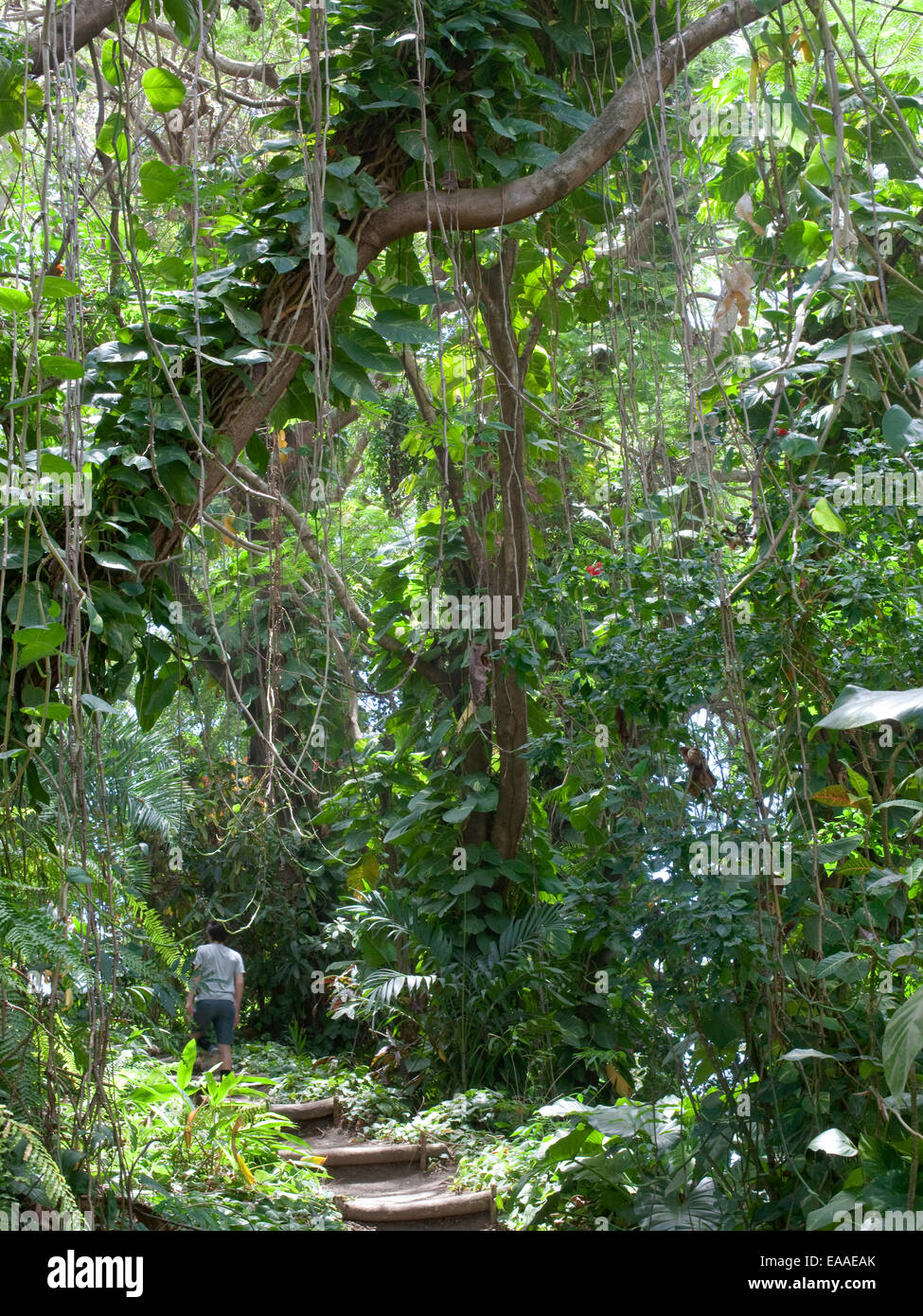kid hiking in tropical rain forrest Stock Photo - Alamy