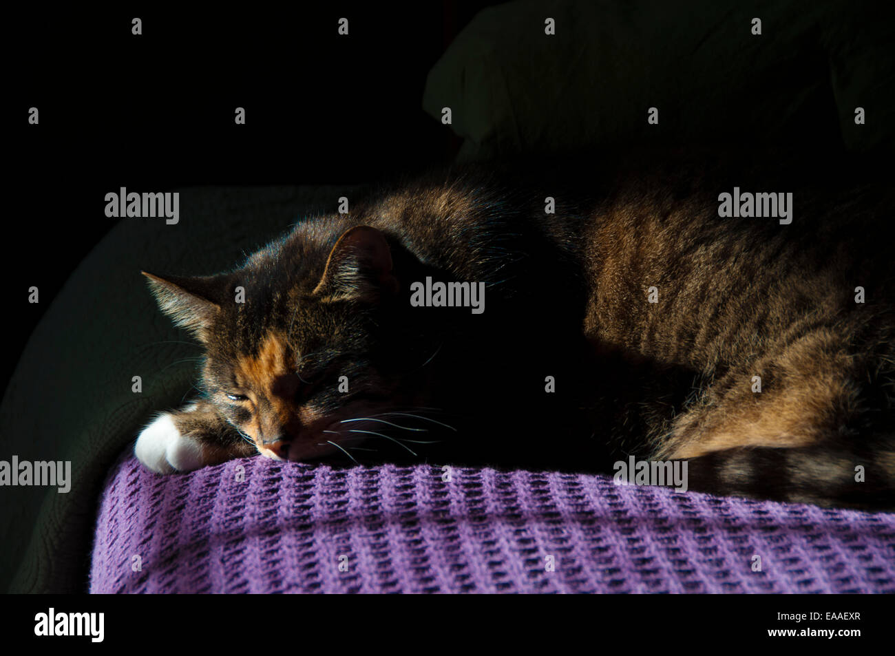 cat [cat bed]  [tranquil scene] sunlight sleeping Stock Photo