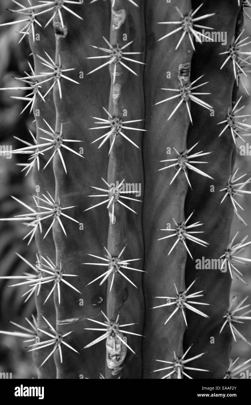 nature cactus sharpness thorn [close up] Stock Photo