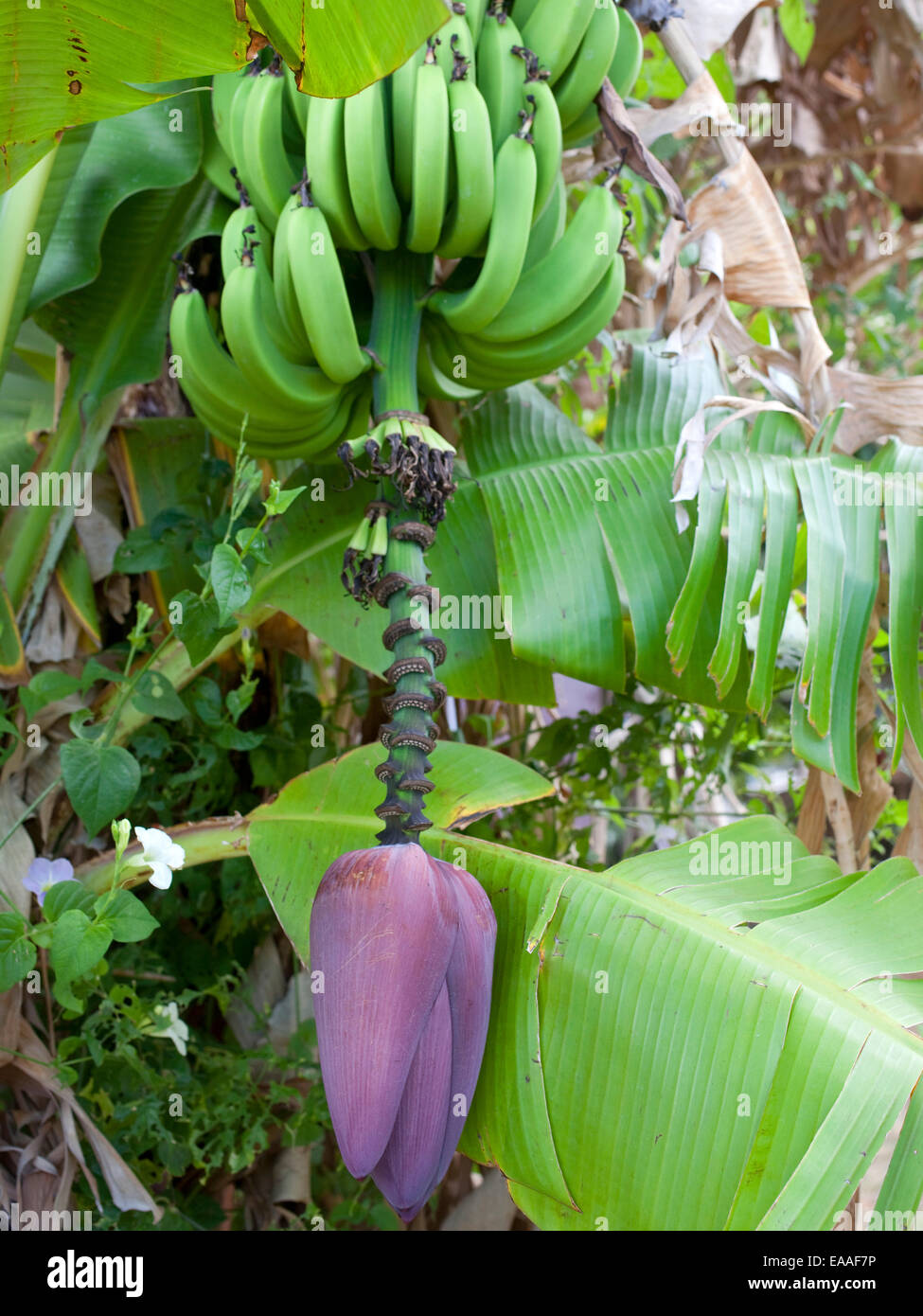 Banana tree flower hires stock photography and images Alamy