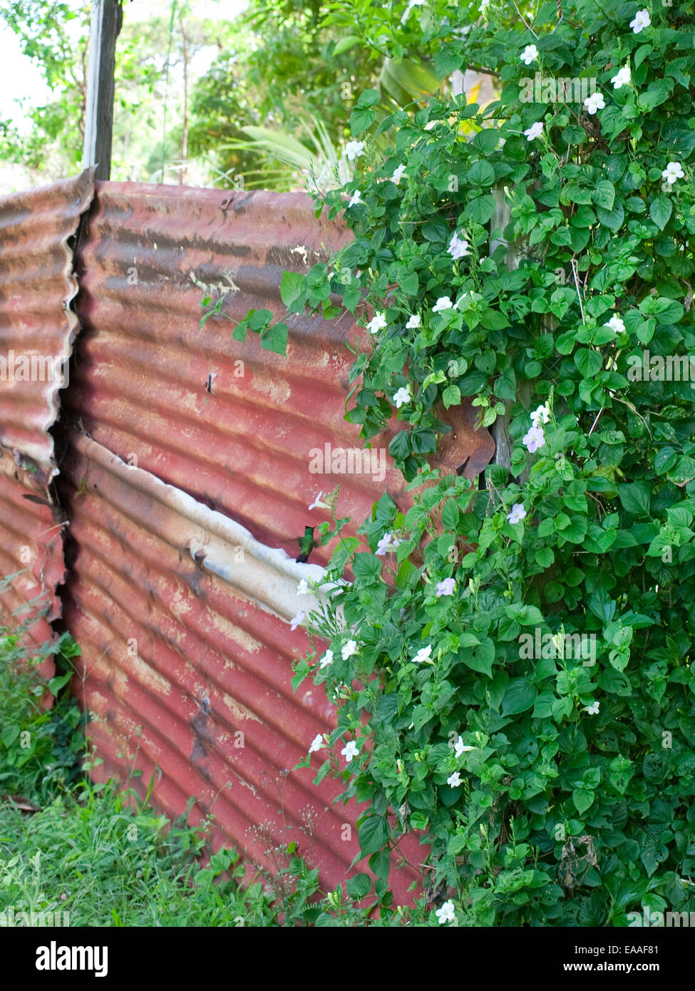 rusted corrugated garden wall in Virgin Islands Stock Photo