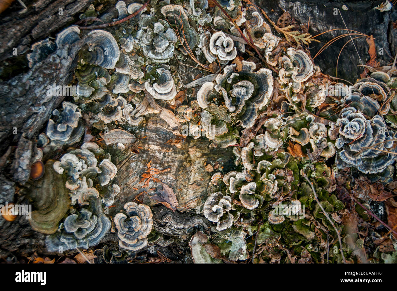mushrooming mushroom [tree stump] abstraction art Stock Photo