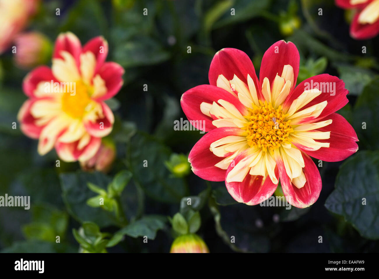 Red and yellow petals hi-res stock photography and images - Alamy