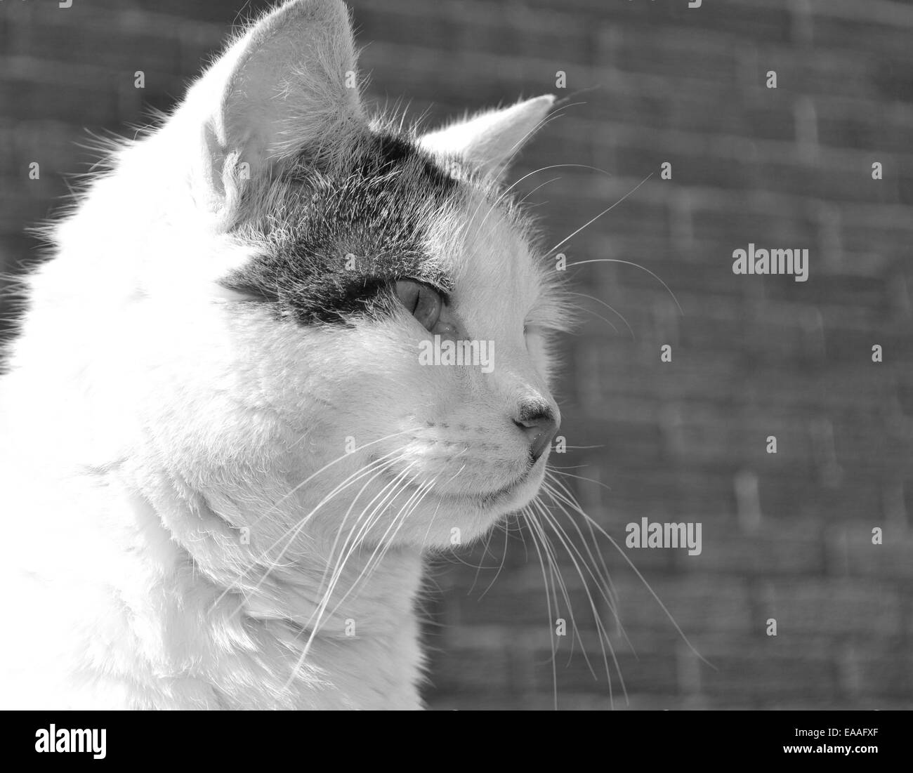 Black and white portrait of a cat Stock Photo