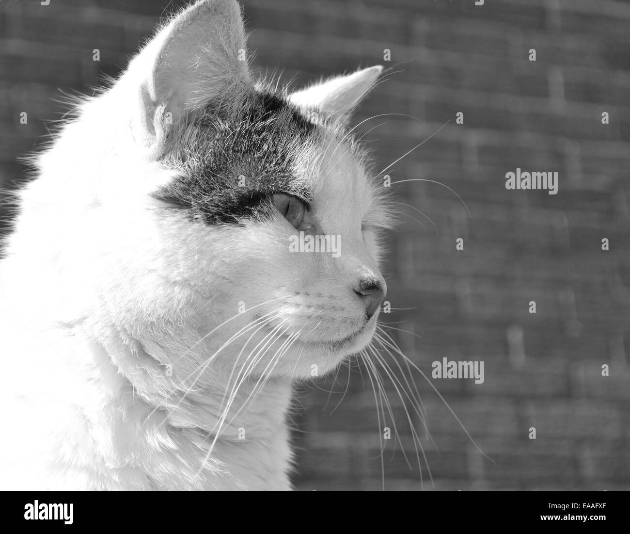 Black and white portrait of a cat Stock Photo - Alamy
