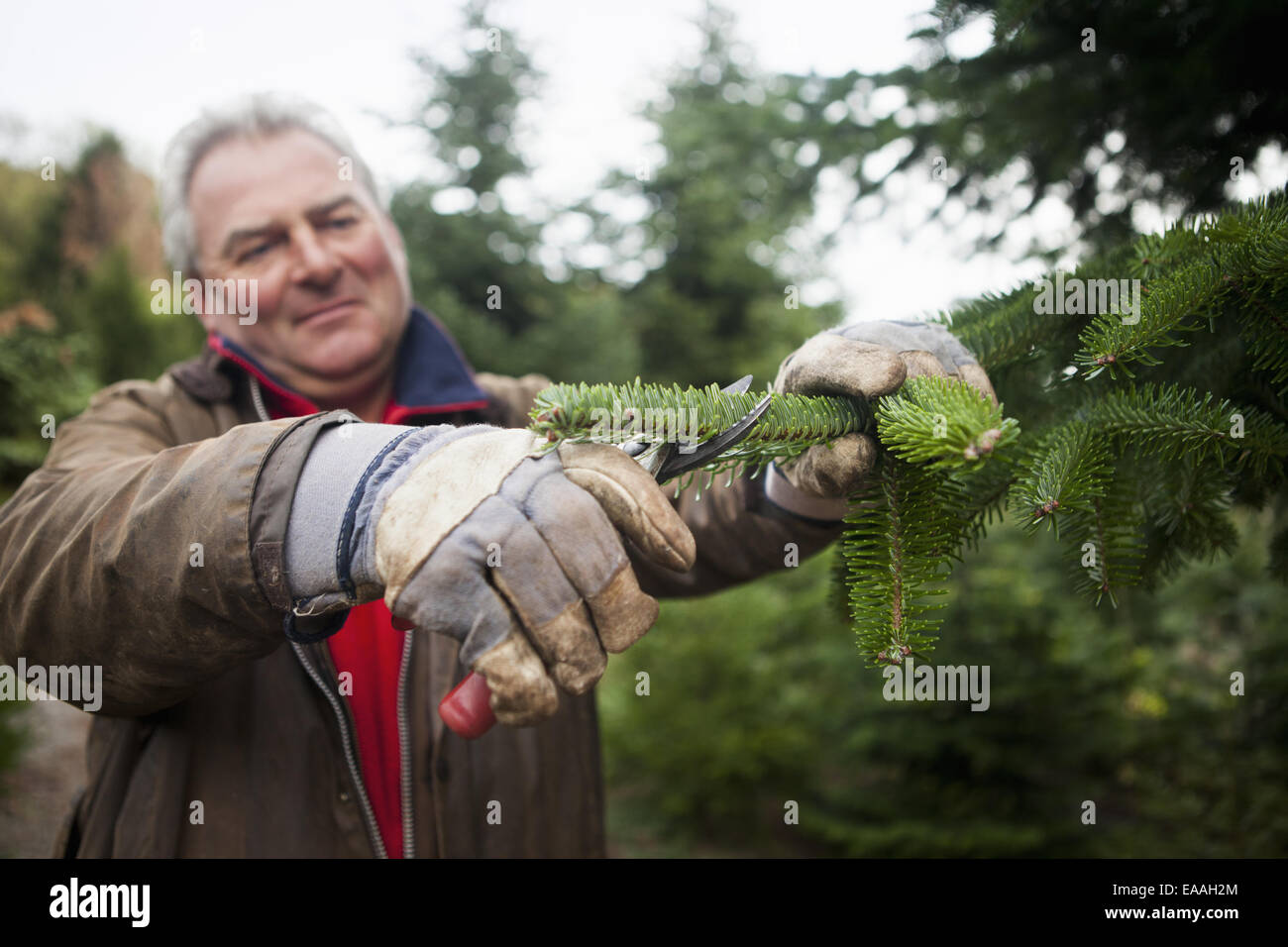 A man with a large set of cutters pruning the branches of a pine tree on a christmas tree farm plantation. Stock Photo