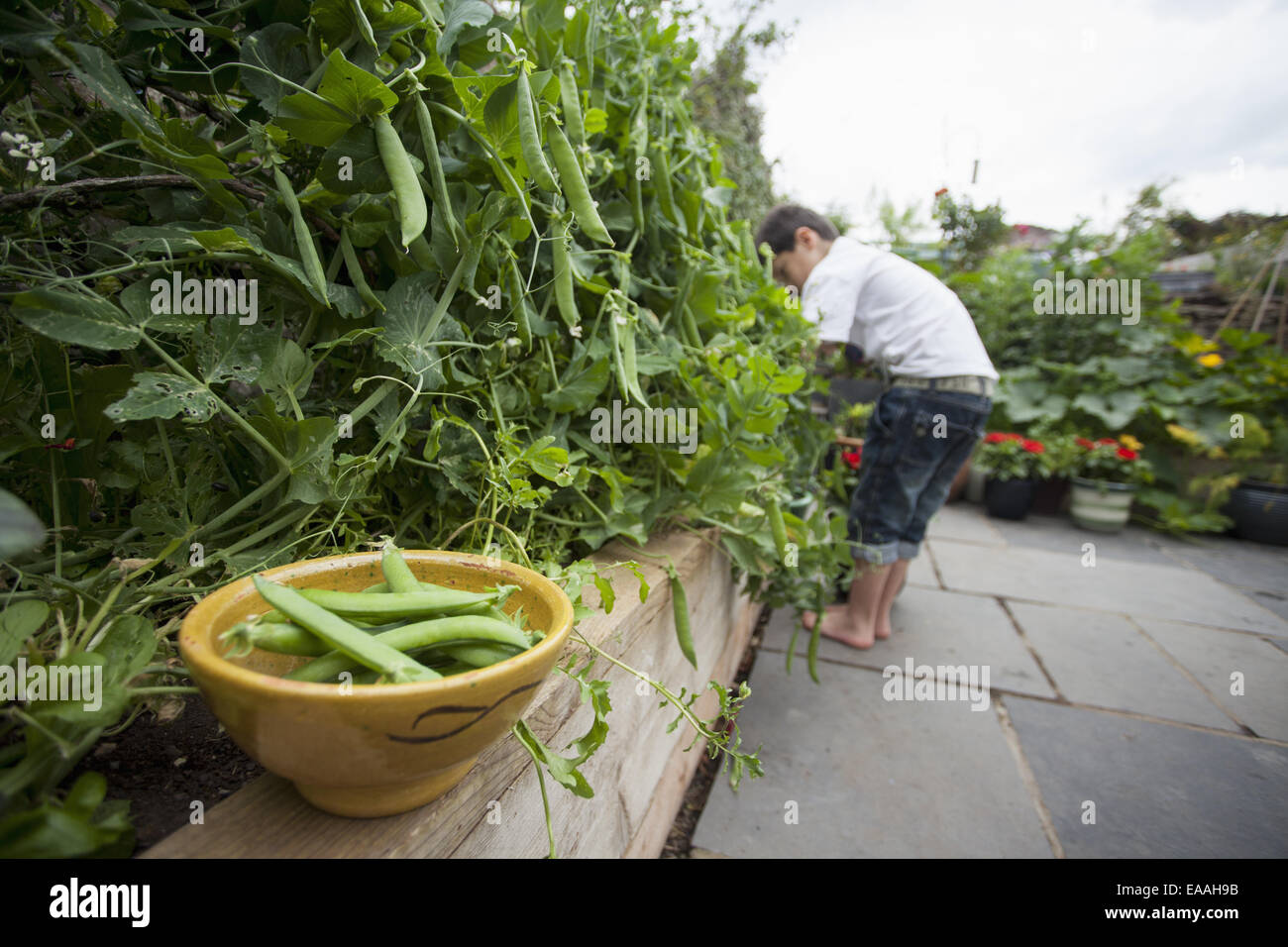 A woman picking peas, bowl of freshly picked peas Stock Photo Alamy