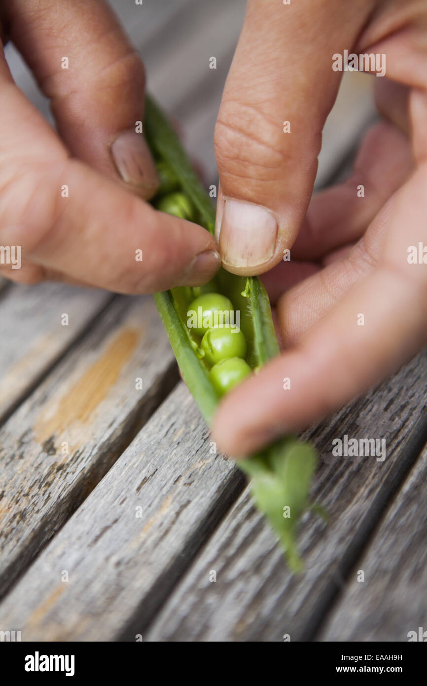 Person shelling fresh picked garden peas. Stock Photo