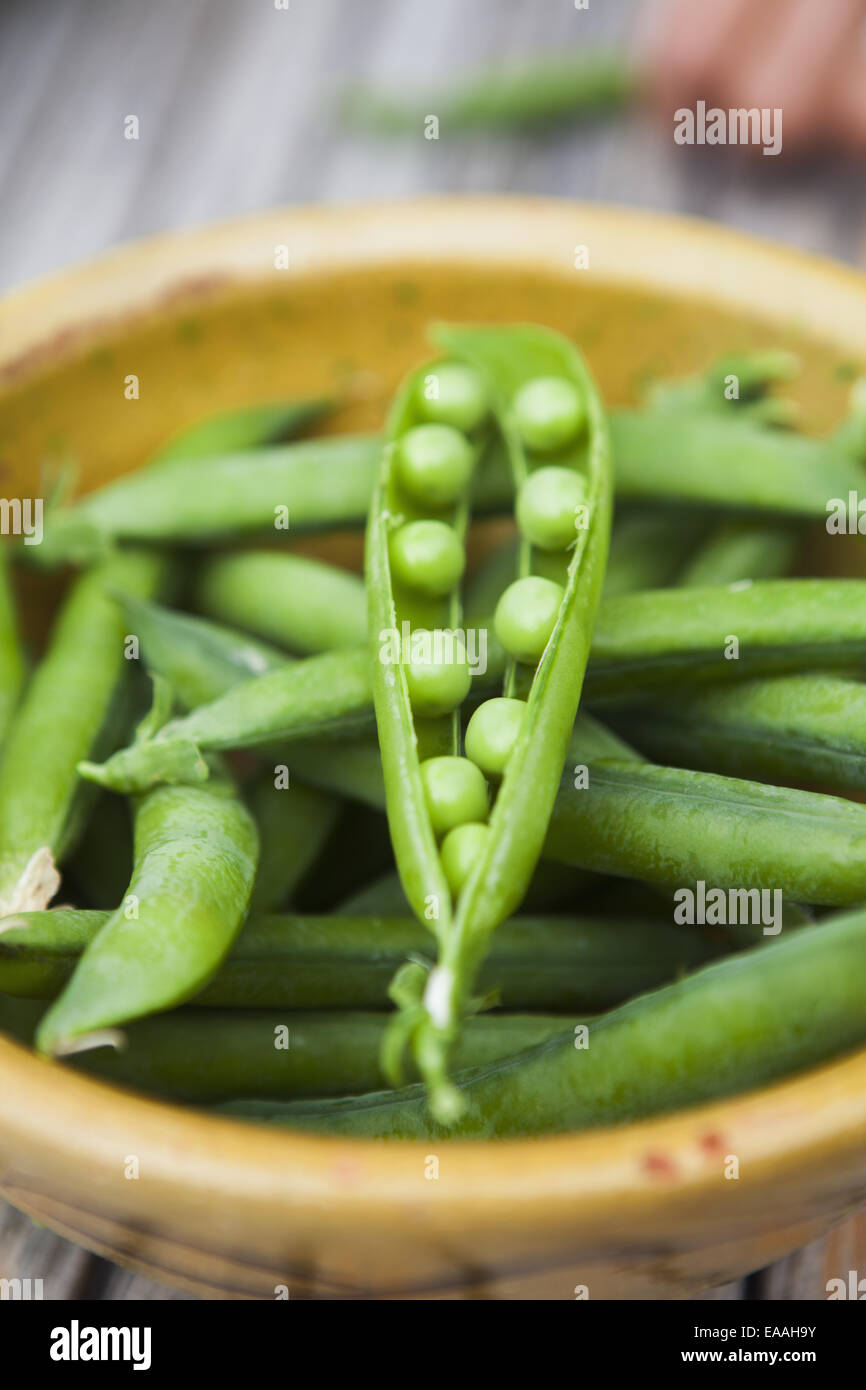 Bowl of freshly picked peas. Stock Photo