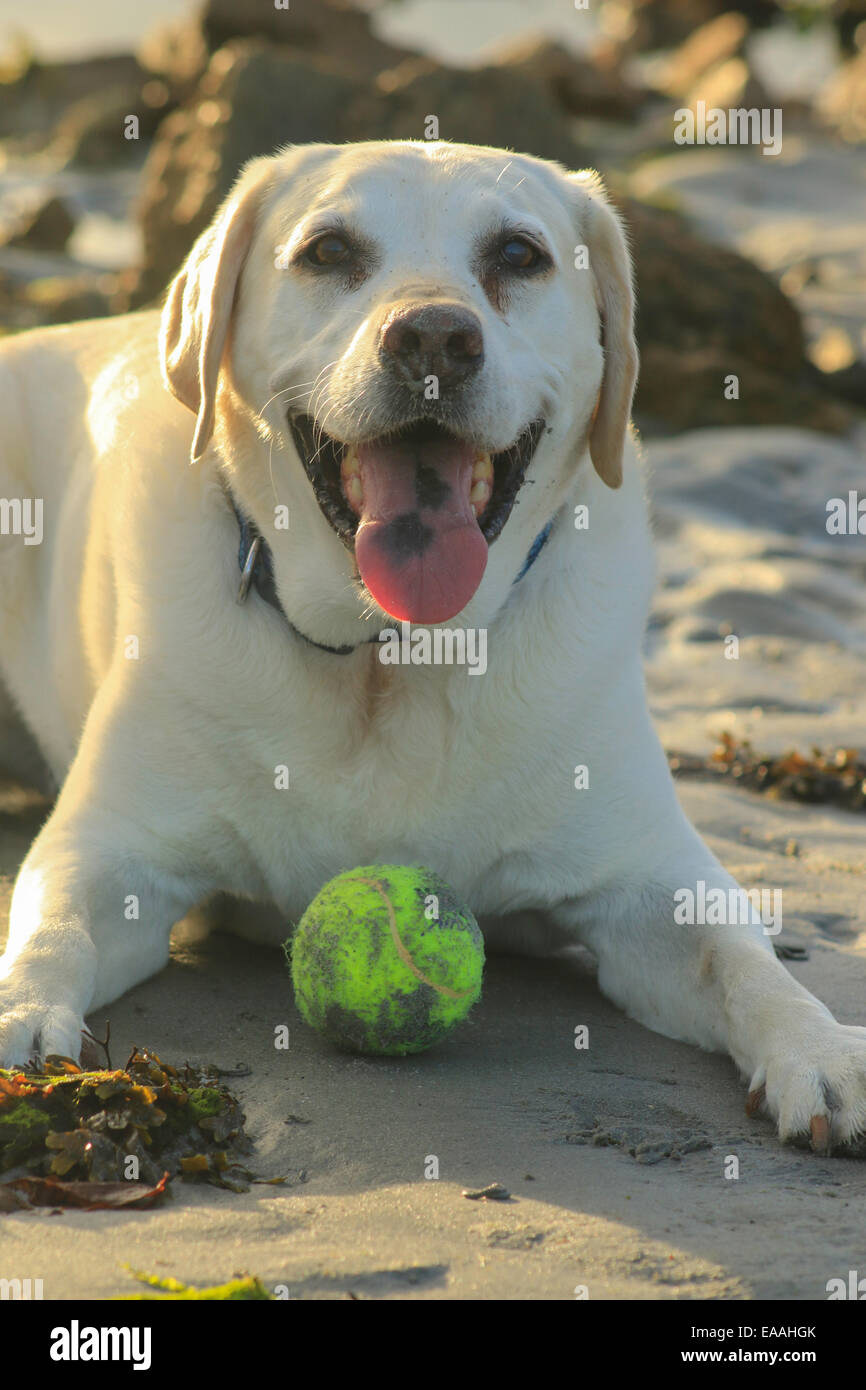 Barney the Lab toed after chasing ball Stock Photo Alamy