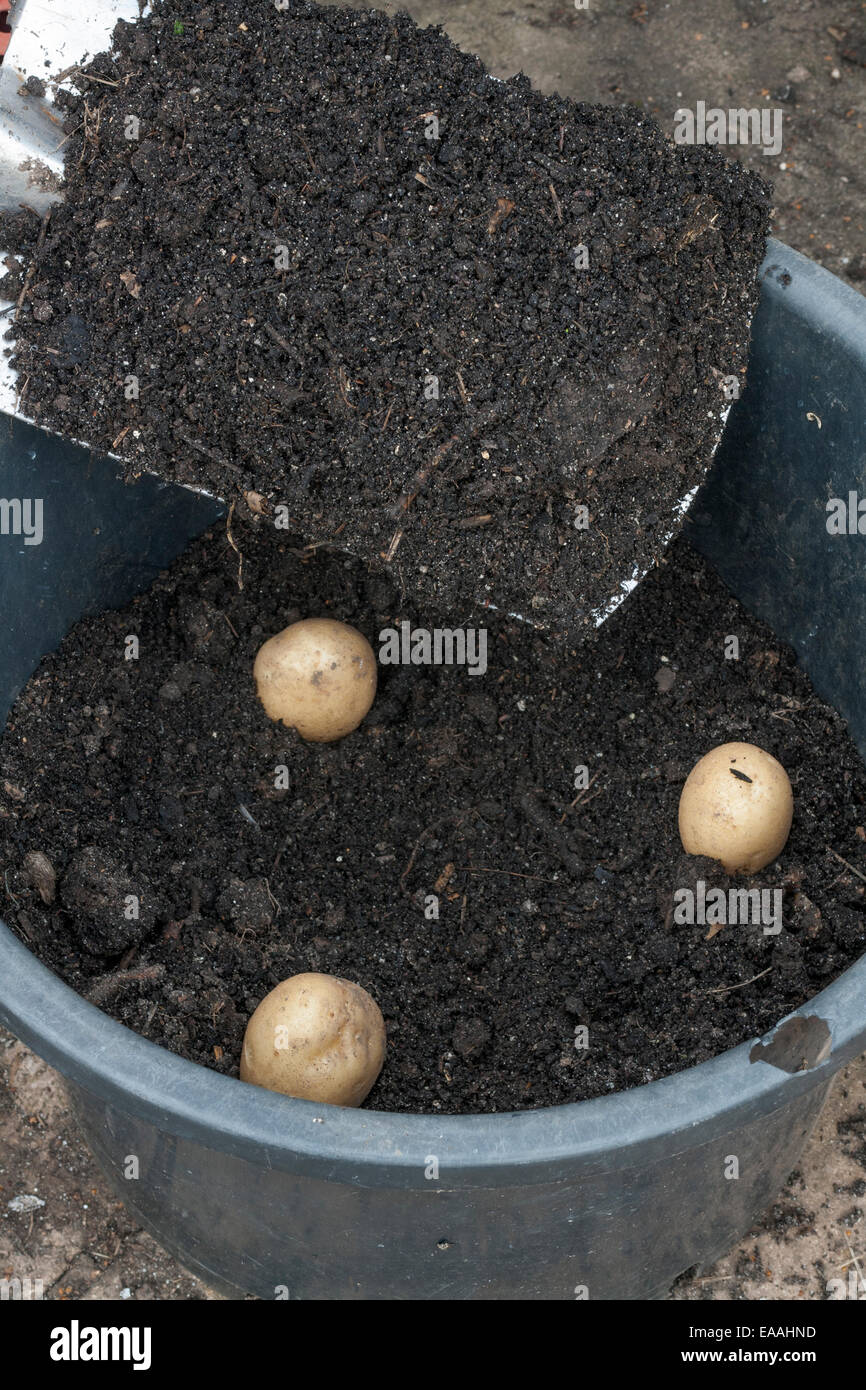 Planting freshly lifted potato tubers into a large pot Stock Photo