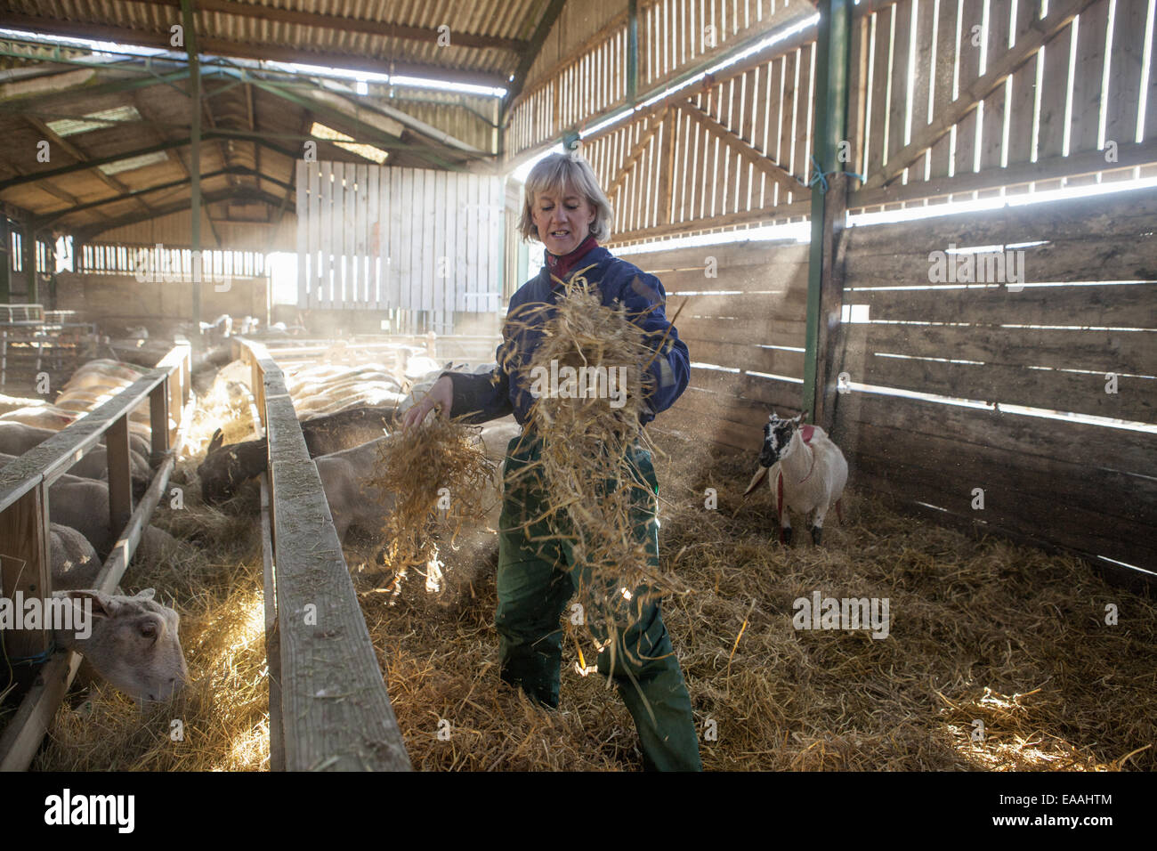 A woman shepherd in blue overalls standing in sheep barn spreading